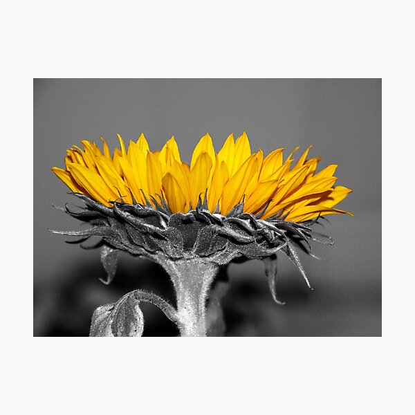 Ah, Sunflower, weary of time Photographic Print