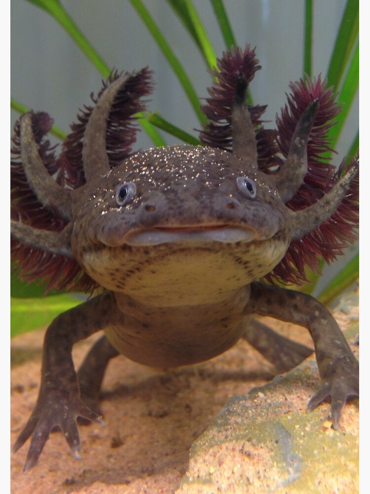 "Smiling Axolotl!" Spiral Notebook by georgieaxolotl | Redbubble