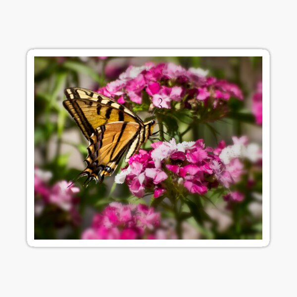Item preview, Swallowtail on Sweet Williams designed and sold by Kathy Weaver.