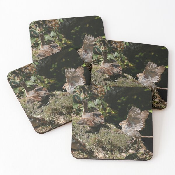 Aperçu de l'œuvre r681/ " Les Oiseaux du jardin " fights between sparrows - bagarres entre moineaux " to Okaio Créations - Olavia-Olao créée et vendue par o.okaïo.