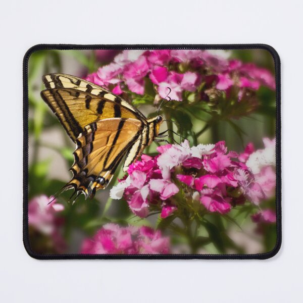 Item preview, Swallowtail on Sweet Williams designed and sold by Kathy Weaver.