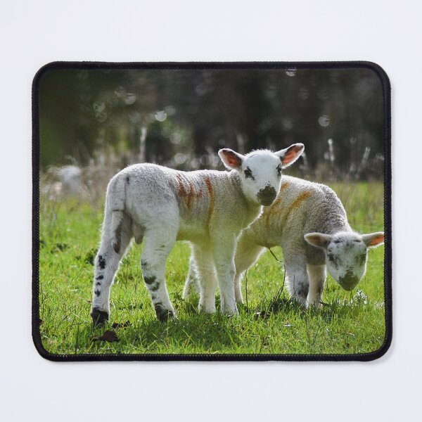 Item preview, Spring Lambs (MKW-N1) designed and sold by Katrina Morgan.