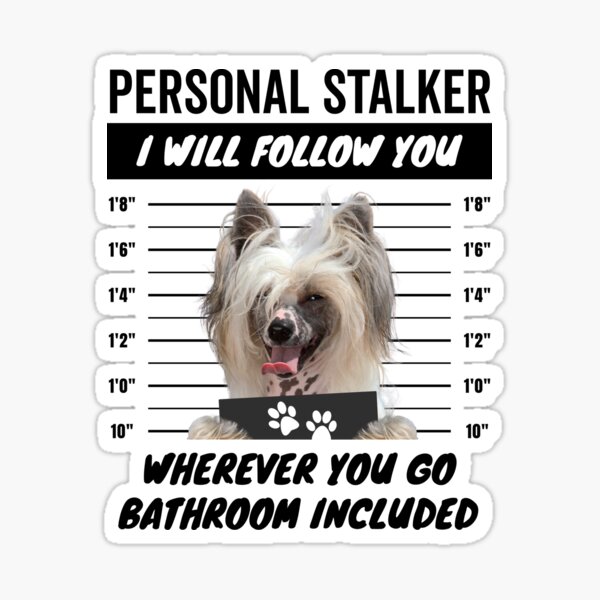 1x DANGER PROTECTED BY CHINESE CRESTED WARNING FUNNY STICKER DOG PET Aufkleber 