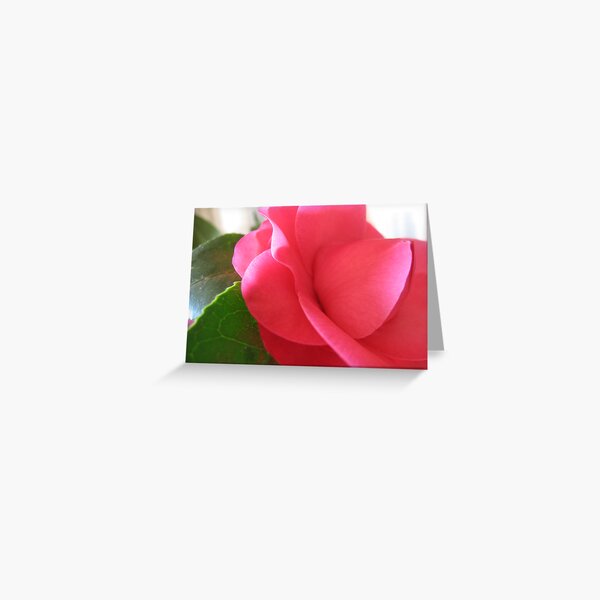 Pink Camelia Greeting Card