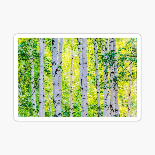 Birch Grove Sticker