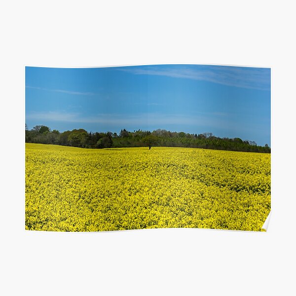 And it was all yellow Poster