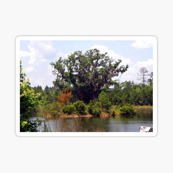 Item preview, King of the Live Oaks designed and sold by Rupprat.