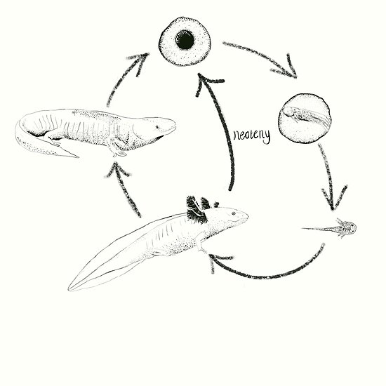 axolotl-metamorphosis-neoteny-diagram-poster-by-georgieaxolotl