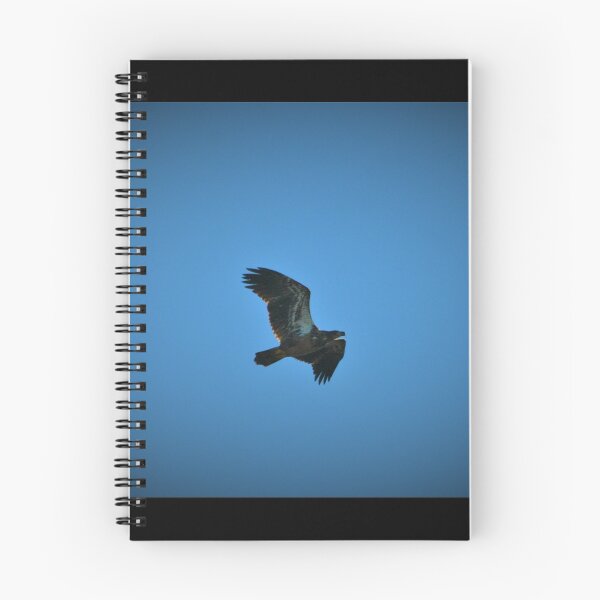 Item preview, Juvenile Bald Eagle by Respite Artwork designed and sold by Respite Artwork.