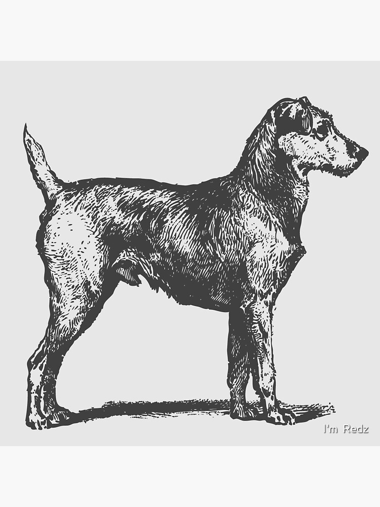"Airedale Terrier, vintage dog illustrations for your pet projects