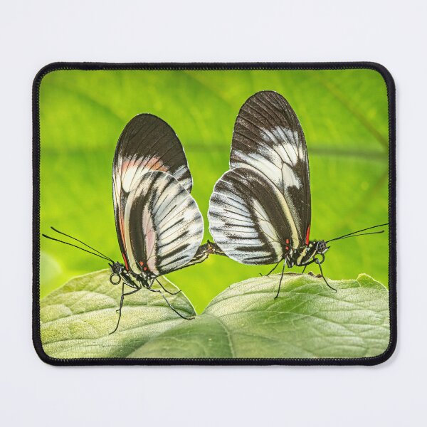 Item preview, Heliconius Butterflies Mating designed and sold by Tony North.