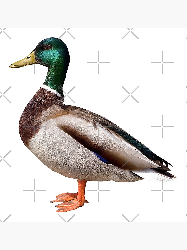 Standing Mallard アンティーク O'DAY Standing Mallard アンティーク O'DAY Mallard Duck Standing