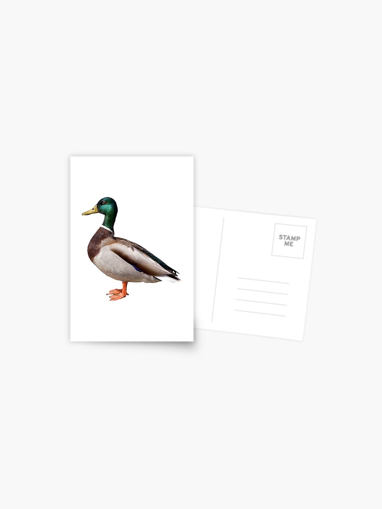Standing Mallard アンティーク O'DAY Standing Mallard アンティーク O´DAY 【公式通販】
