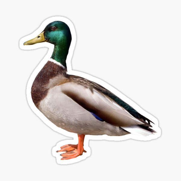 Item preview, Mallard Duck Standing designed and sold by Futurebeachbum.