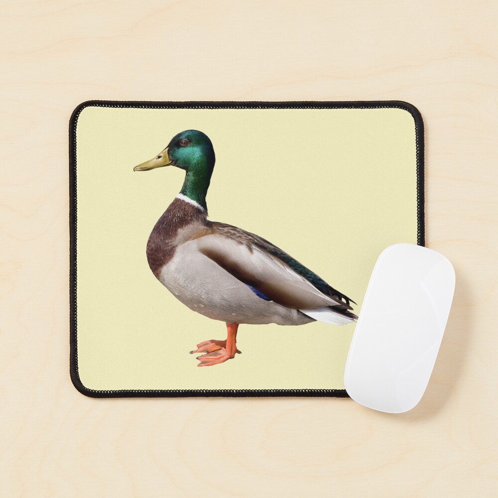 Mallard Duck Standing