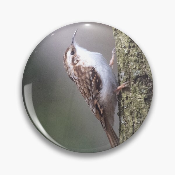 Item preview, Treecreeper (Certhia familiaris) designed and sold by Chris Monks.