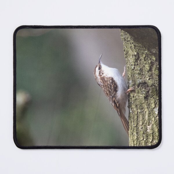 Item preview, Treecreeper (Certhia familiaris) designed and sold by Chris Monks.