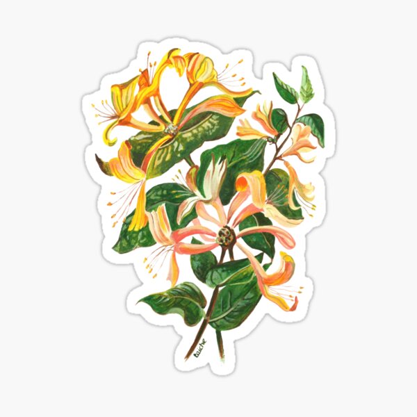 Artikel-Vorschau von Geißblatt Botanische Kunst Ausschnitt, designt und verkauft von taiche.