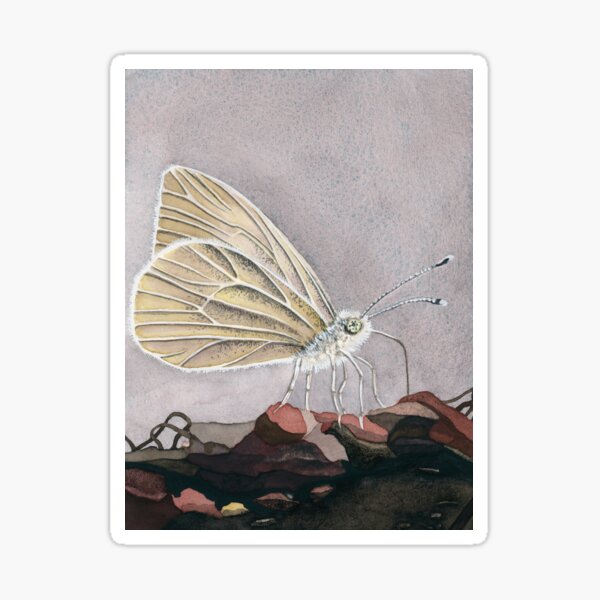 "little white butterfly" Sticker for Sale by hartleif Redbubble