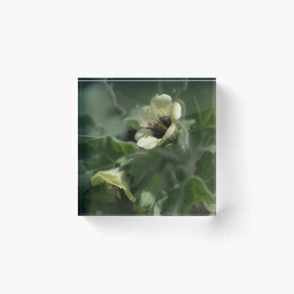 Item preview, Henbane flower designed and sold by dianara-lunae.