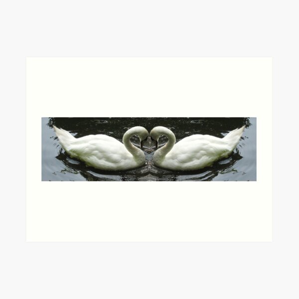 Swans Art Print