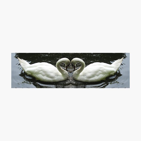 Swans Photographic Print
