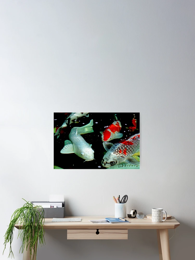 Thumbnail 2 of 3, Poster, Koi designed and sold by Richard Windeyer.