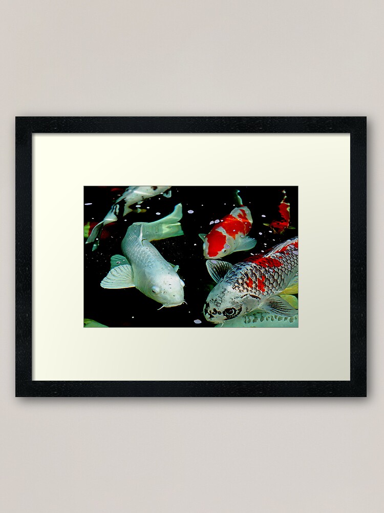 Alternate view of Koi Framed Art Print