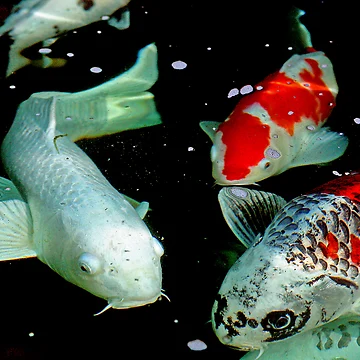 Artwork thumbnail, Koi by Richard Windeyer