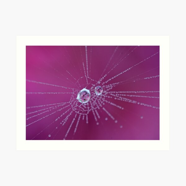 Spider Web Art Print