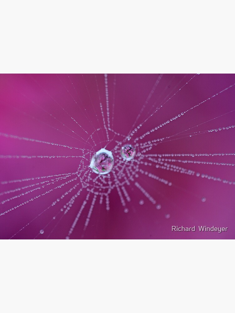Spider Web by RICHARDW