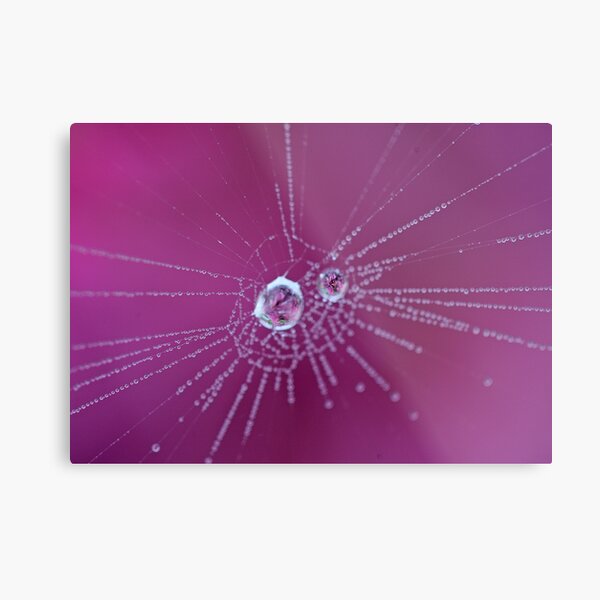 Spider Web Metal Print