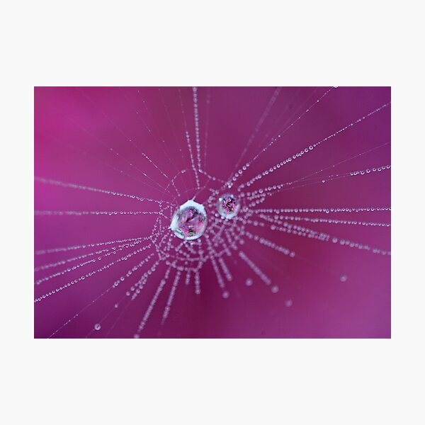 Spider Web Photographic Print