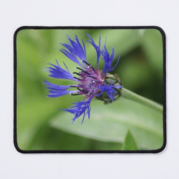 Item preview, Cornflower designed and sold by dianara-lunae.