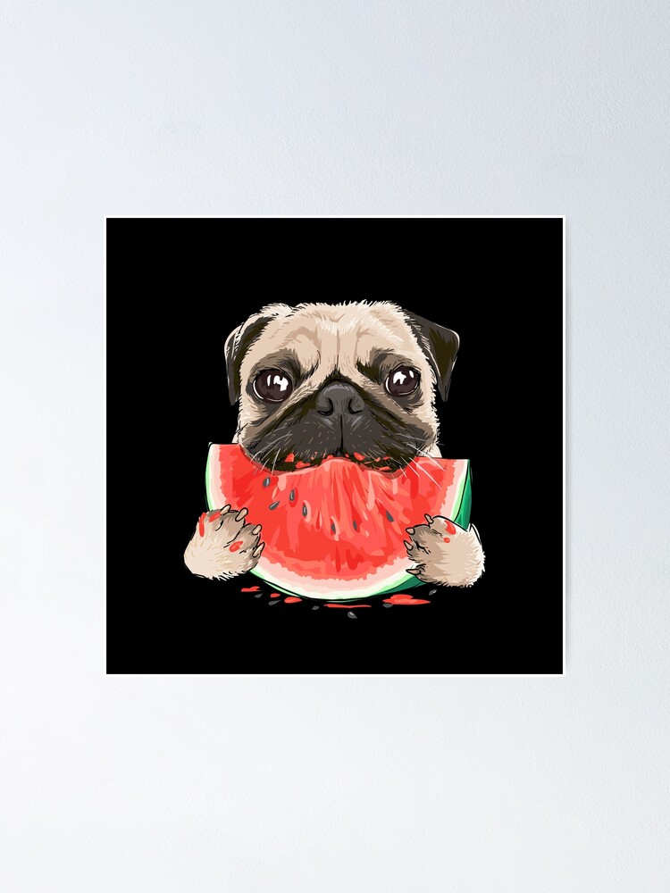Pet Dog Pug Eating Watermelon  Poster for Sale by Thavi