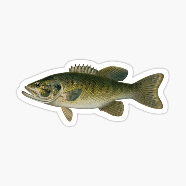 Fly Slaps Texas Smallmouth Bass Sticker - Fly Slaps Fly Fishing