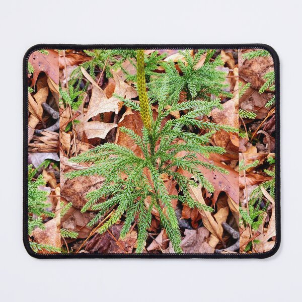 Item preview, Pine tree seedling designed and sold by C Schabowski.