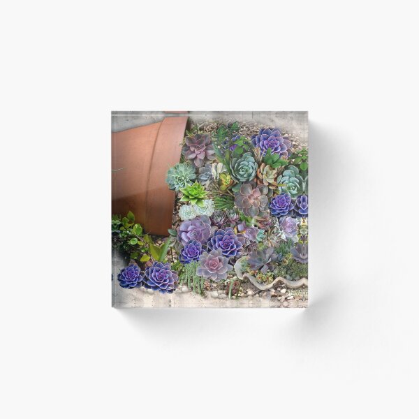 South Africa Succulents Acrylic Block