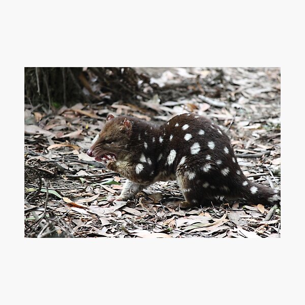 Item preview, spotted quoll, daytime at Arthur River, Tasmania designed and sold by Gaylene Norton.