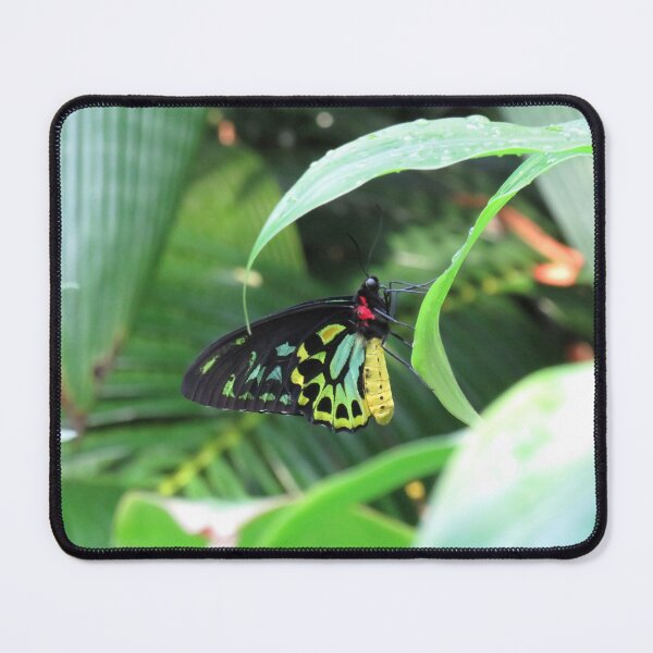 Item preview, Cairns birdwing butterfly designed and sold by greentiger1.