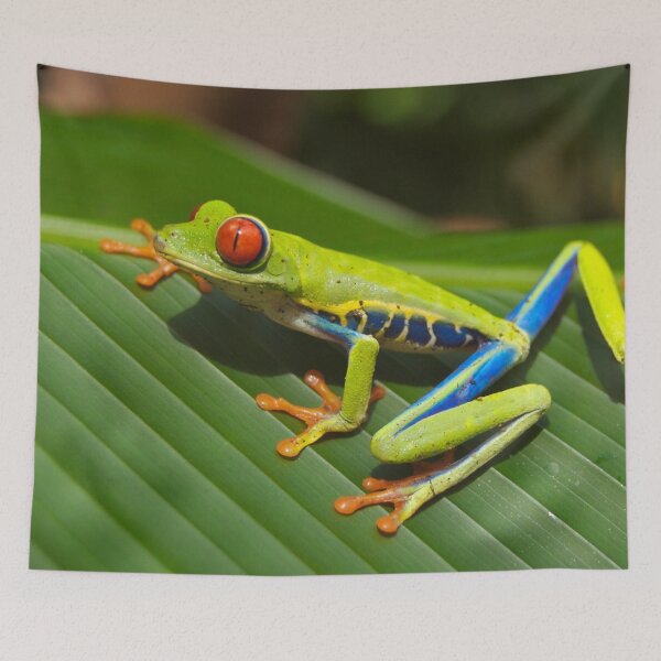 Item preview, Colourful Amazon Frog designed and sold by Steven Jodoin.