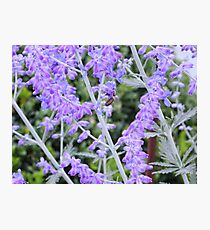 Lavender Photographic Print