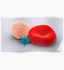 Conceptual image of platelet, red blood cell and white blood cell. Poster