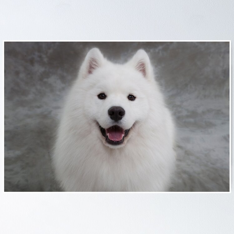 Samoyed puppy dog