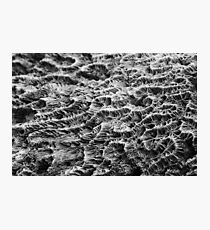 Dead coral Photographic Print