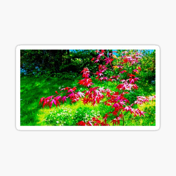 Japanese ahorn - red Sticker