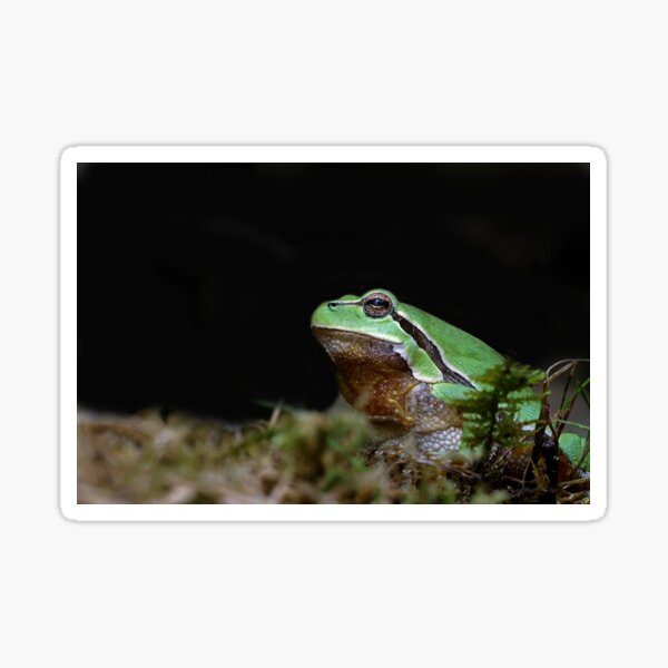 Vista previa del artículo con la obra «r676/ A Kind Frog Palmé -Grenouille verte palmé  " simply life " to Okaio Créations - Olavia-Olao », diseñado y vendido por o.okaïo.