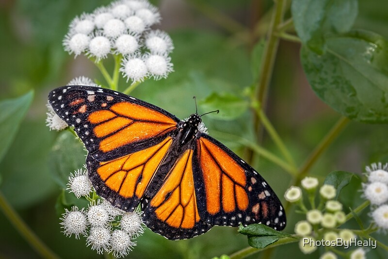 Monarch by Photos by Healy