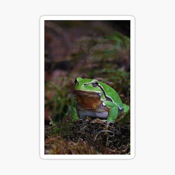 Vista previa del artículo con la obra «r675/  A Kind Frog Palmé -Grenouille verte palmé  " simply life " to Okaio Créations - Olavia-Olao », diseñado y vendido por o.okaïo.