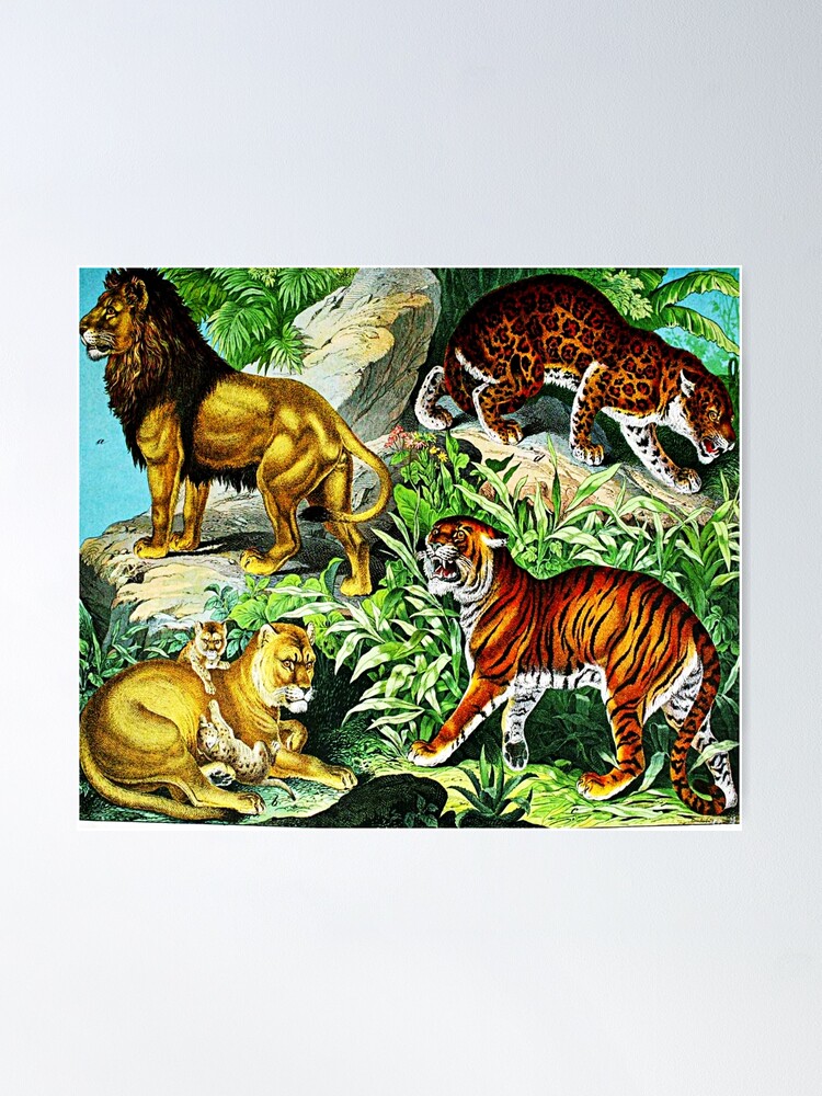 Cute White Tiger Cubs Poster for Sale by Angels45